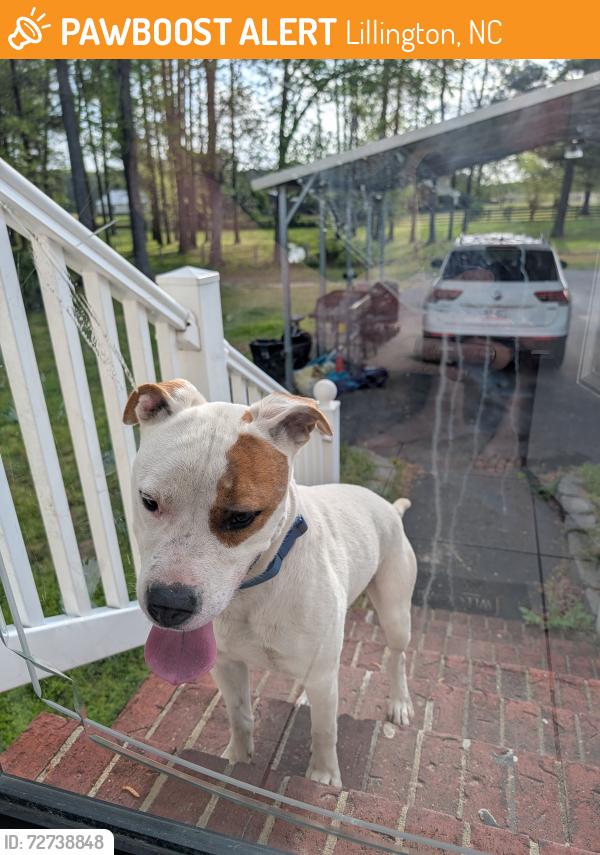 Found/Stray Male Dog last seen Near intersection of Spring Hill Church Rd and Mcdougald Rd, Lillington, NC 27546