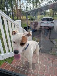Found/Stray Male Dog last seen Near intersection of Spring Hill Church Rd and Mcdougald Rd, Lillington, NC 27546
