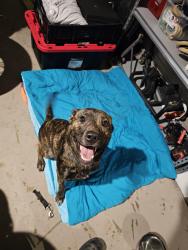 Found/Stray Male Dog last seen Glen Ridge dr, San Antonio, TX 78238