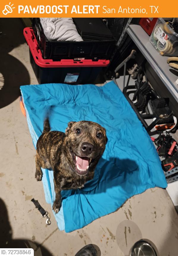 Found/Stray Male Dog last seen Glen Ridge dr, San Antonio, TX 78238