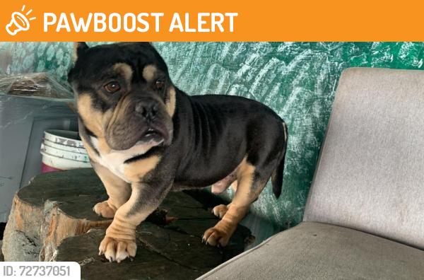 Found/Stray Male Dog last seen Soutern bl an atlantic av , Newberry Springs, CA 92365