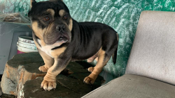 Found/Stray Male Dog last seen Soutern bl an atlantic av , Newberry Springs, CA 92365