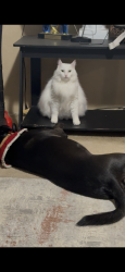 Lost Male Cat last seen Near Leland Middle School , Leland, NC 28451