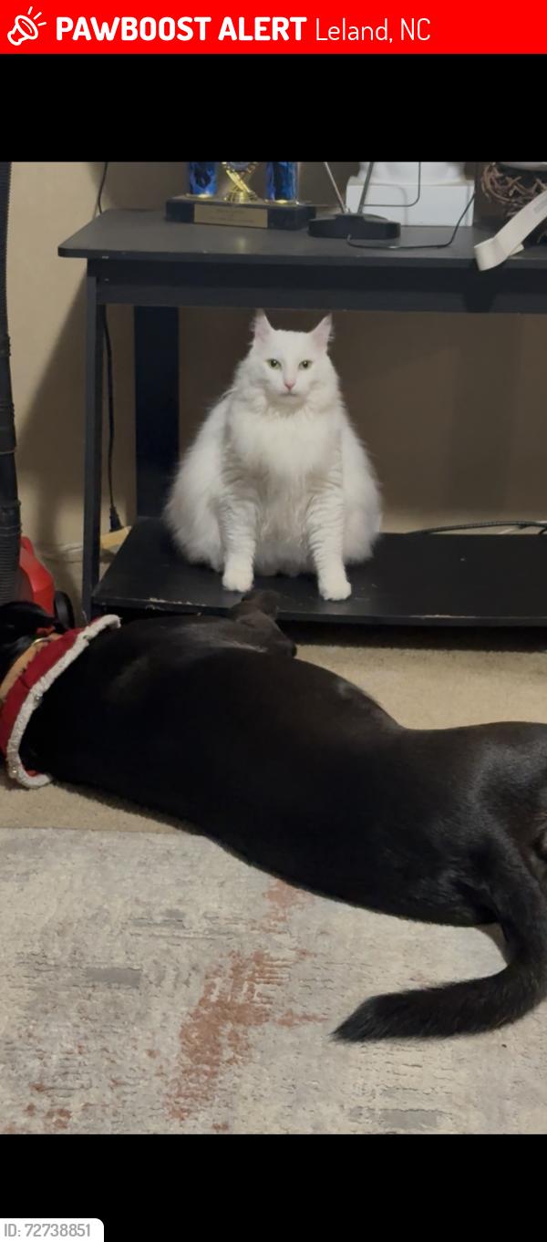 Lost Male Cat last seen Near Leland Middle School , Leland, NC 28451
