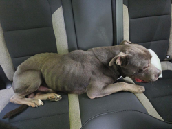 Found/Stray Male Dog last seen Melton Bridge Rd, Whitakers, NC 27891