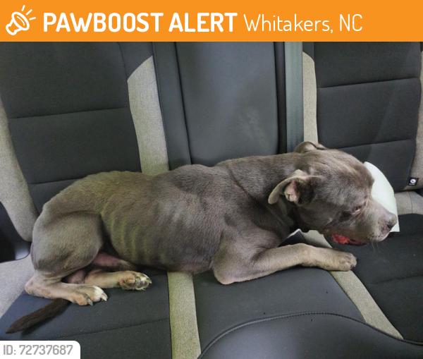 Found/Stray Male Dog last seen Melton Bridge Rd, Whitakers, NC 27891