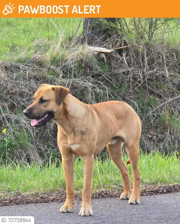 Found/Stray Male Dog last seen Gibbs Road/Timber Ridge Cir, Buncombe County, NC 28748