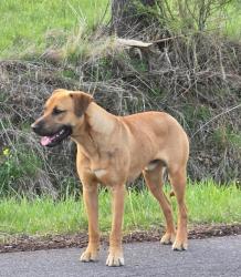 Found/Stray Male Dog last seen Gibbs Road/Timber Ridge Cir, Buncombe County, NC 28748