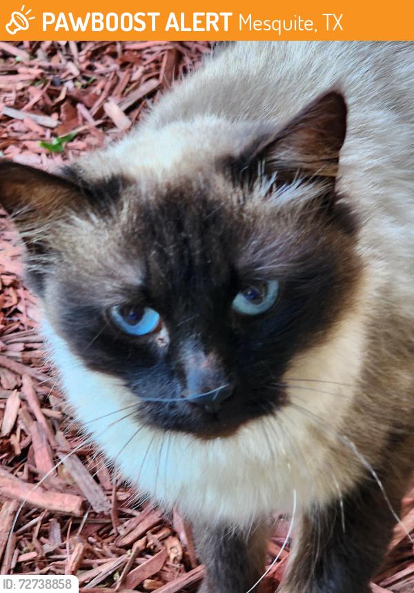 Found/Stray Unknown Cat last seen Ohare green canyon, Mesquite, TX 75150