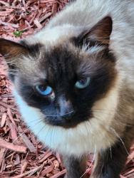 Found/Stray Unknown Cat last seen Ohare green canyon, Mesquite, TX 75150