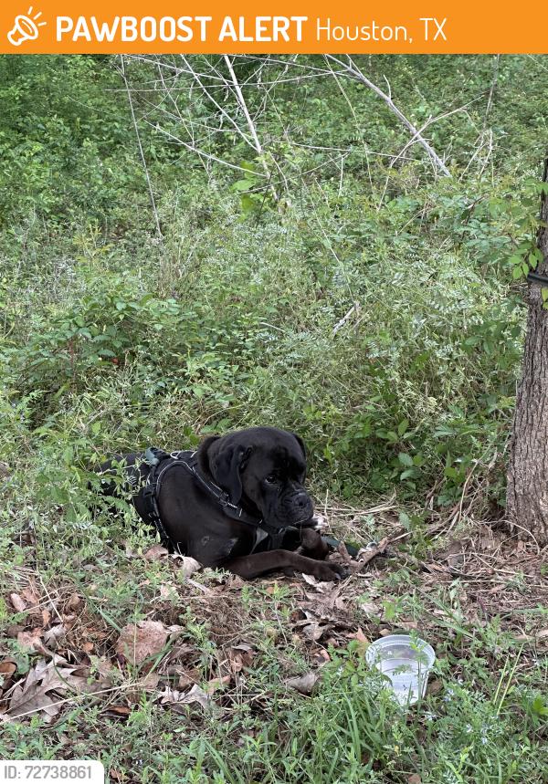 Found/Stray Unknown Dog last seen Near Memorial Dr, Houston, TX 77079, Houston, TX 77079