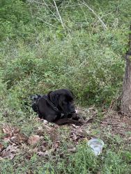 Found/Stray Unknown Dog last seen Near Memorial Dr, Houston, TX 77079, Houston, TX 77079