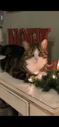 Lost Male Cat last seen Old Timber trail and Northwood st., New Lothrop, MI 48460
