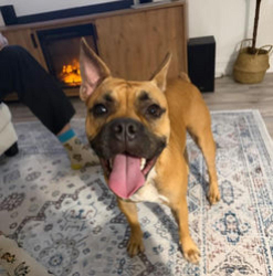 Found/Stray Female Dog last seen Northcliffe Blvd, Spring Hill, FL 34609