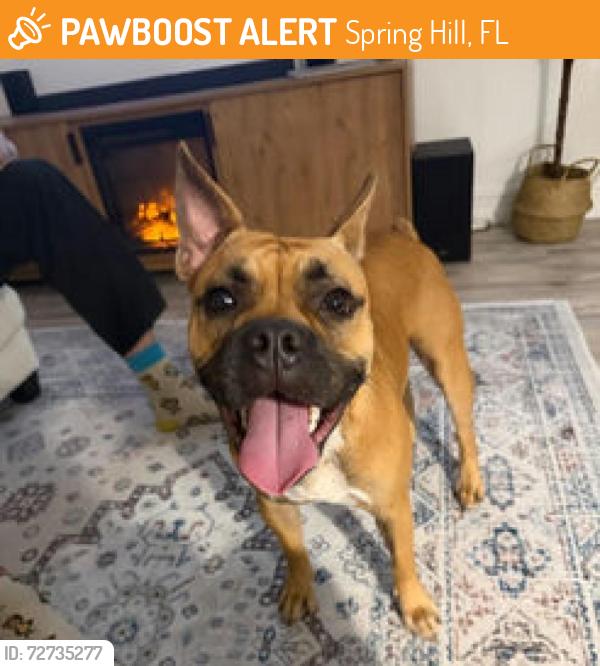 Found/Stray Female Dog last seen Northcliffe Blvd, Spring Hill, FL 34609