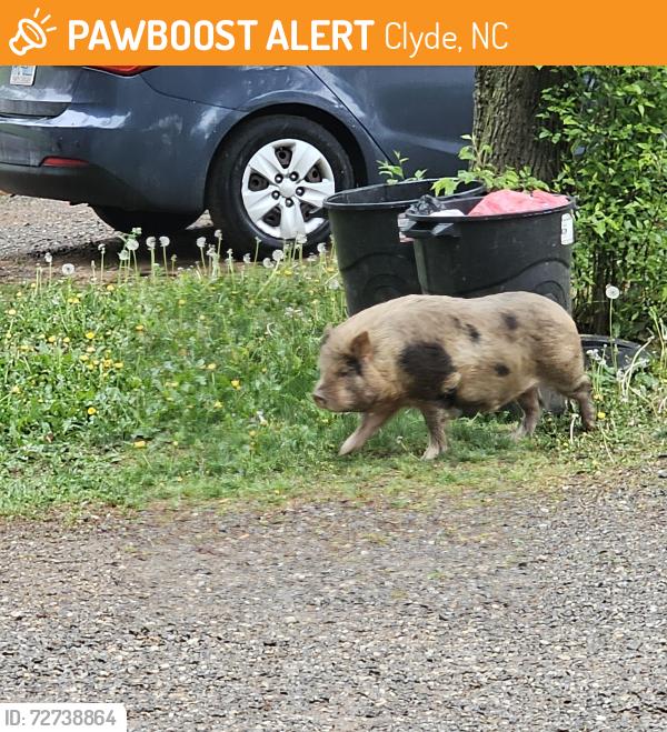 Found/Stray Unknown Other last seen Richland Creek road , Clyde, NC 28721