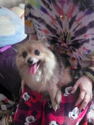 Found/Stray Female Dog last seen Upland Dr & Little Rd, Hudson, FL 34667