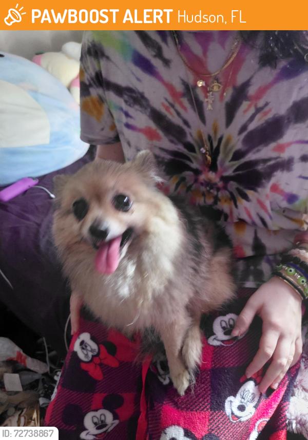 Found/Stray Female Dog last seen Upland Dr & Little Rd, Hudson, FL 34667