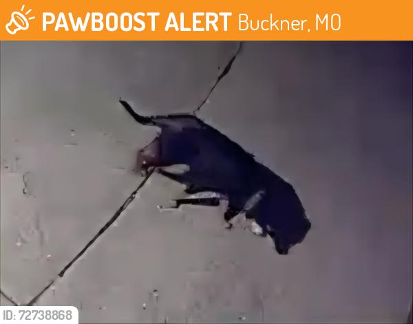 Found/Stray Female Dog last seen Prairie Ave, Buckner, MO 64016