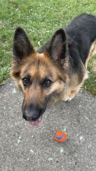 Lost Female Dog last seen Near the road running back to the woods, Wawayanda, NY 10958