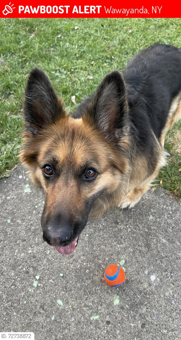 Lost Female Dog last seen Near the road running back to the woods, Wawayanda, NY 10958