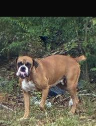Lost Female Dog last seen Irons high school, Conroe, TX 77385