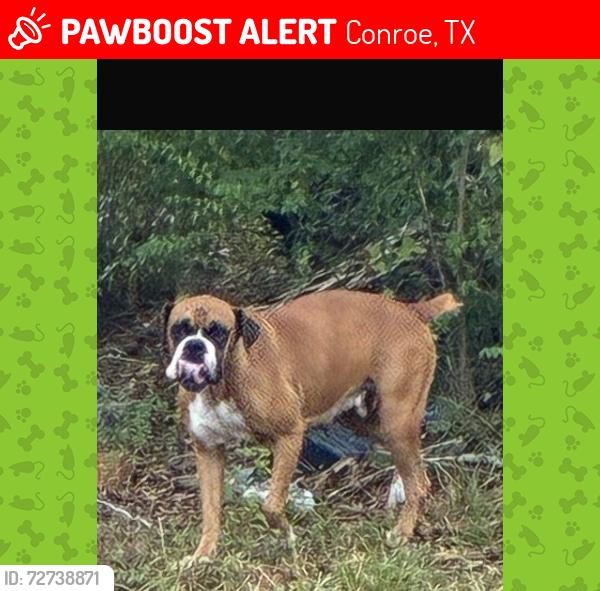 Lost Female Dog last seen Irons high school, Conroe, TX 77385