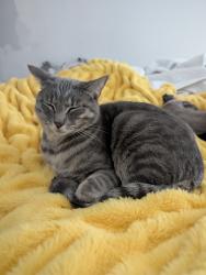 Lost Female Cat last seen Kendale neighborhood, safety harbor FL , Safety Harbor, FL 34695