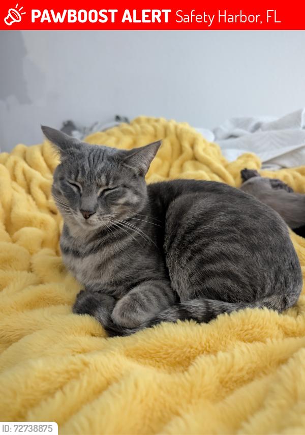 Lost Female Cat last seen Kendale neighborhood, safety harbor FL , Safety Harbor, FL 34695