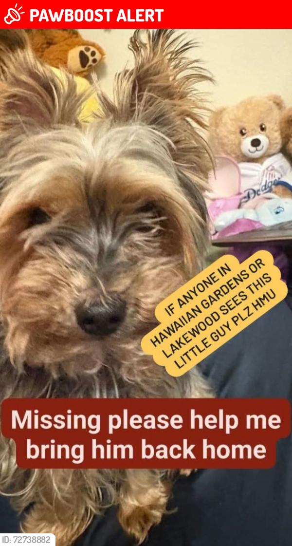 Lost Male Dog last seen Arline and civic center, Hawaiian Gardens, CA 90716