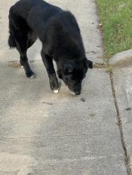 Lost Unknown Dog last seen Clover and Burchman, Fort Worth, TX 76107