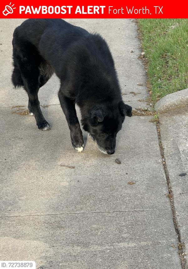 Lost Unknown Dog last seen Clover and Burchman, Fort Worth, TX 76107