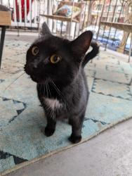 Found/Stray Unknown Cat last seen Frederick and shippen, Lancaster, PA 17604