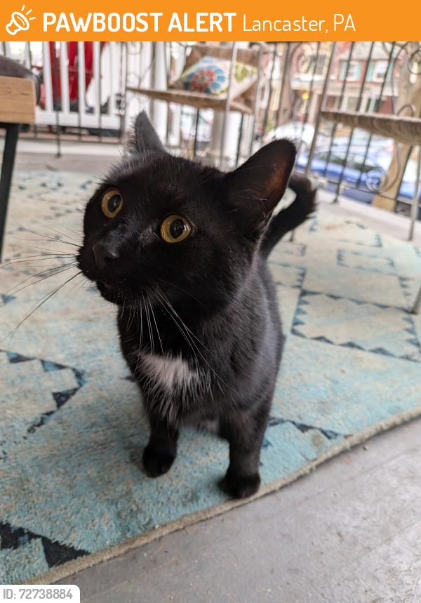 Found/Stray Unknown Cat last seen Frederick and shippen, Lancaster, PA 17604