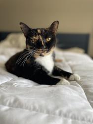 Lost Female Cat last seen Tuckerman, Potomac, MD 20854