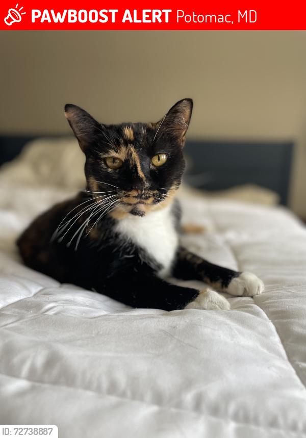 Lost Female Cat last seen Tuckerman, Potomac, MD 20854