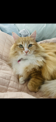 Lost Female Cat last seen Lawrence Bridge Road , Seneca, SC 29672