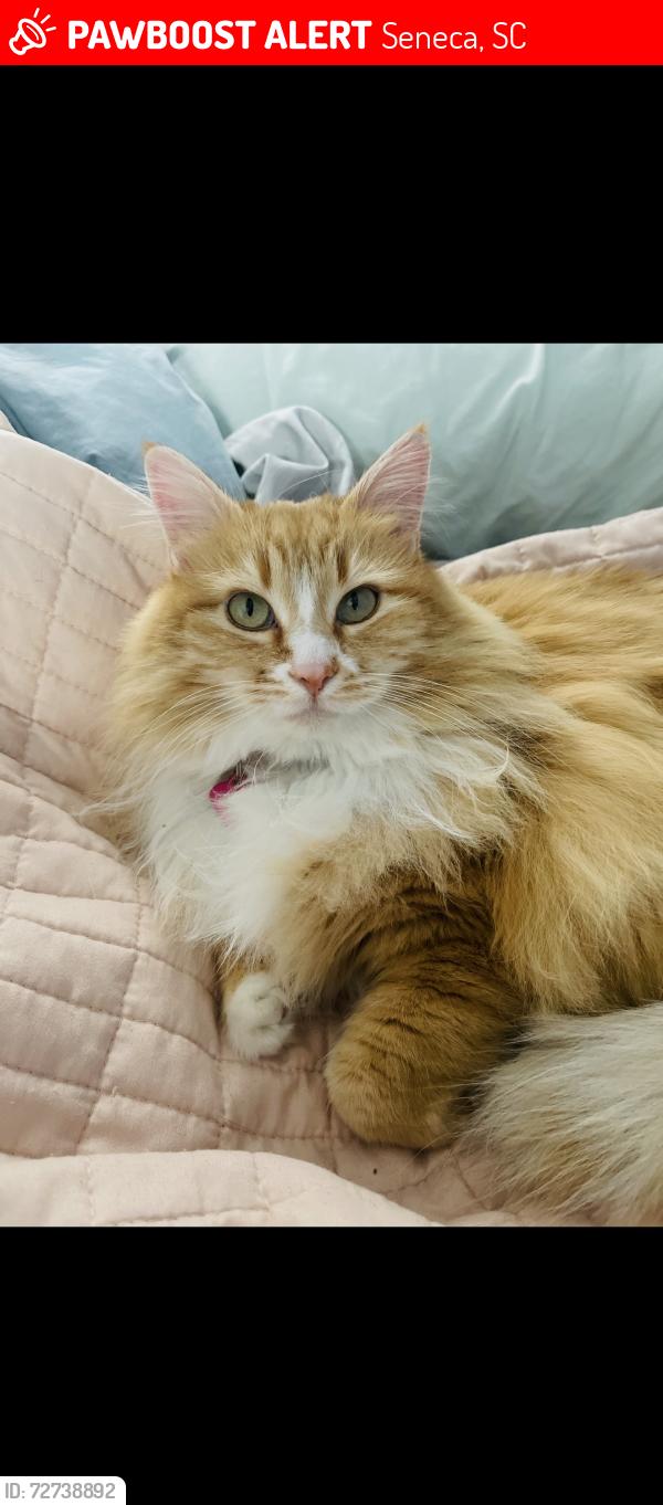 Lost Female Cat last seen Lawrence Bridge Road , Seneca, SC 29672