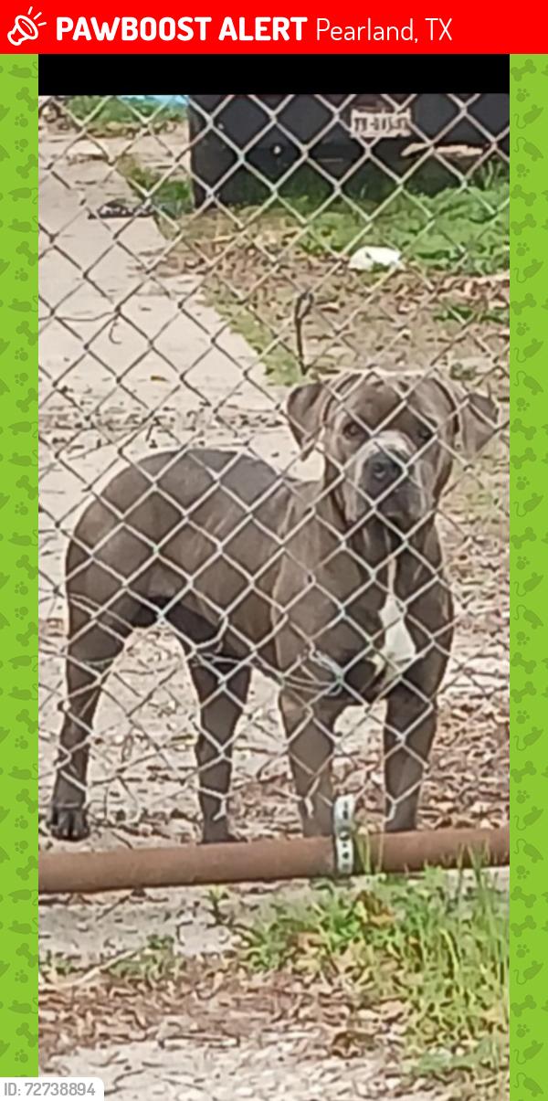 Lost Male Dog last seen Old massey ranch rd , Pearland, TX 77584