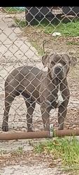 Lost Male Dog last seen Old massey ranch rd , Pearland, TX 77584