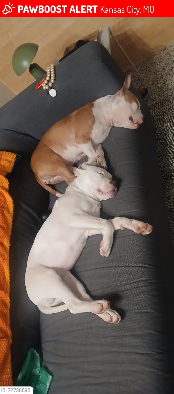 Lost Unknown Dog last seen 54th and olive, Kansas City, MO 64130