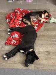 Found/Stray Female Dog last seen Highland ave, North Richland Hills, TX 76180