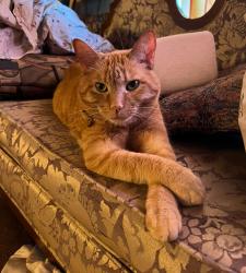 Lost Male Cat last seen Via veneto dr and division st, St. Charles, IL 60174
