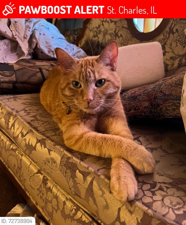 Lost Male Cat last seen Via veneto dr and division st, St. Charles, IL 60174