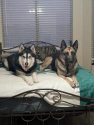 Lost Male Dog last seen Valley view , Las Vegas, NV 89104