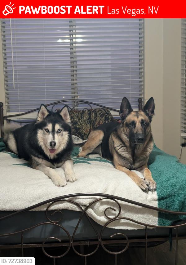 Lost Male Dog last seen Valley view , Las Vegas, NV 89104