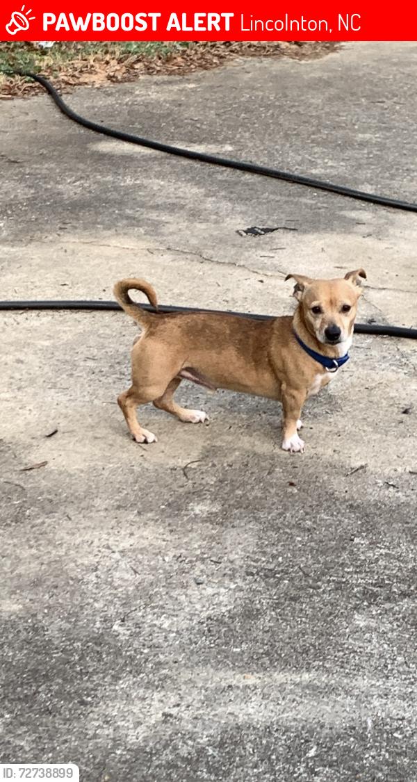Lost Male Dog last seen hilltop store/ hwy 150, Lincolnton, NC 28092