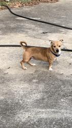 Lost Male Dog last seen hilltop store/ hwy 150, Lincolnton, NC 28092