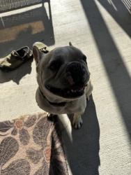 Found/Stray Male Dog last seen 7th and vandalia, Tulsa, OK 74112