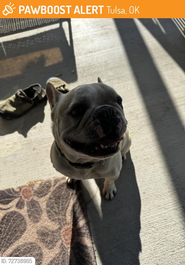 Found/Stray Male Dog last seen 7th and vandalia, Tulsa, OK 74112